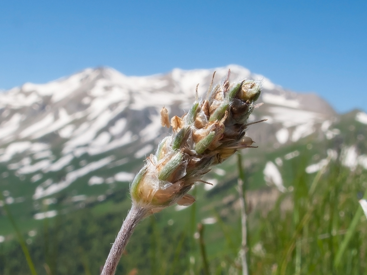 Изображение особи Plantago atrata.