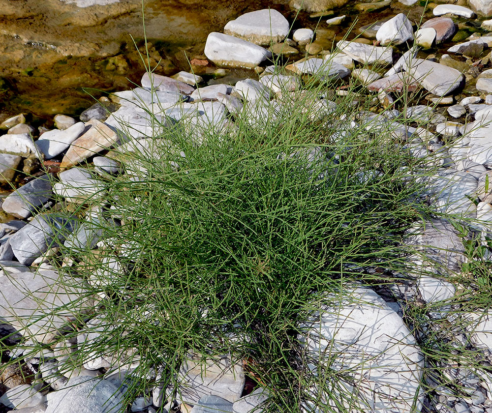 Изображение особи Equisetum palustre.