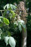 genus Zanthoxylum