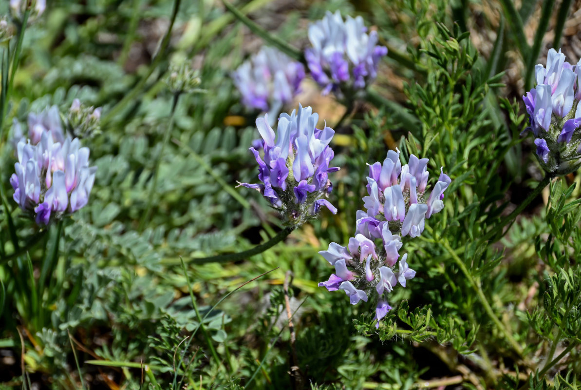 Изображение особи род Astragalus.