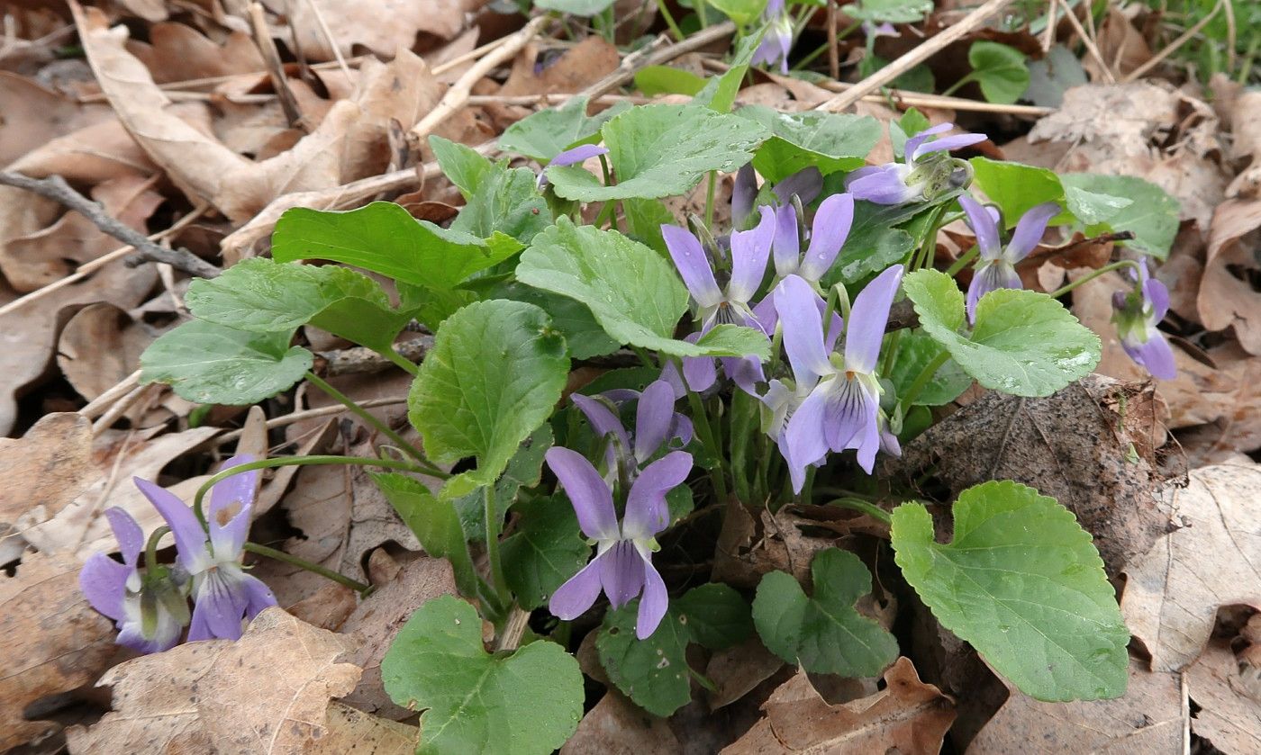 Image of Viola suavis specimen.