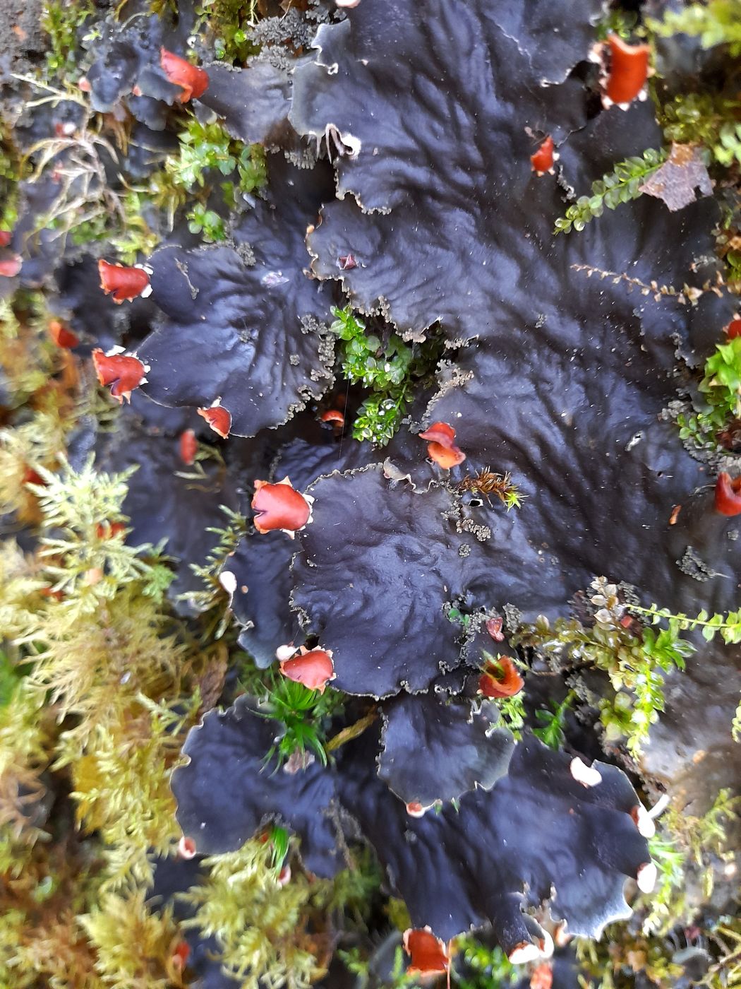 Image of Peltigera praetextata specimen.