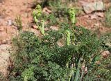 Ferula ovina