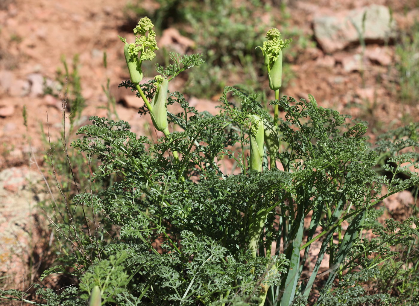 Изображение особи Ferula ovina.