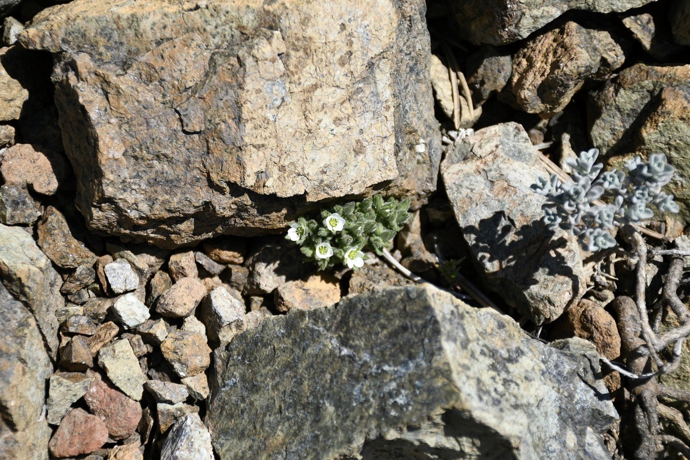 Image of Arenaria saponarioides specimen.