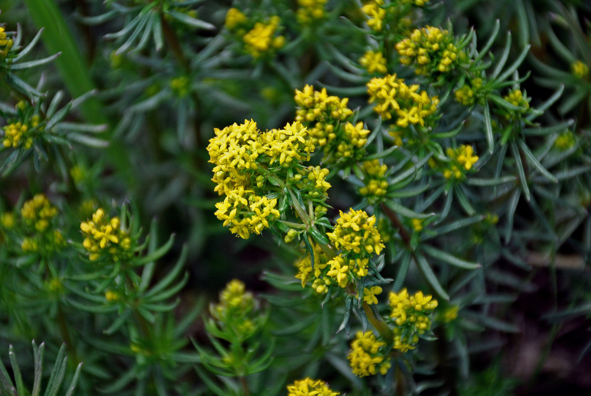 Изображение особи Galium verum.