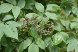 Sambucus nigra. Верхушка побега с соплодием с незрелыми плодами. Кабардино-Балкария, Эльбрусский р-н, Тызыльское ущелье. 25 июля 2022 г.