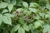 Sambucus nigra