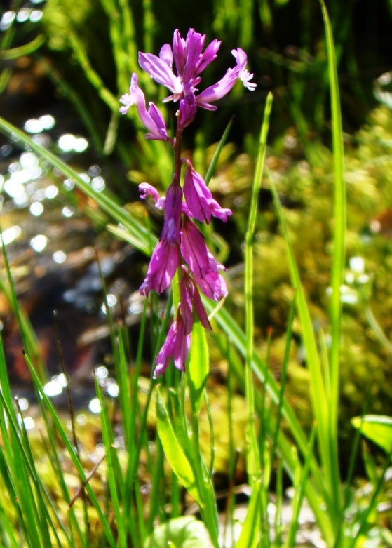 Image of genus Polygala specimen.