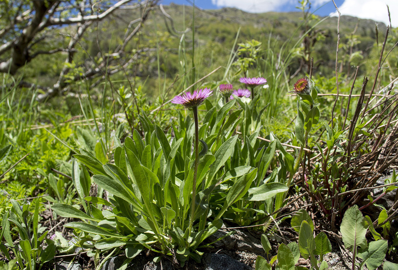Image of Erigeron venustus specimen.