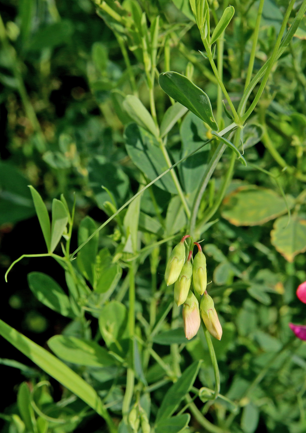 Изображение особи Lathyrus tuberosus.