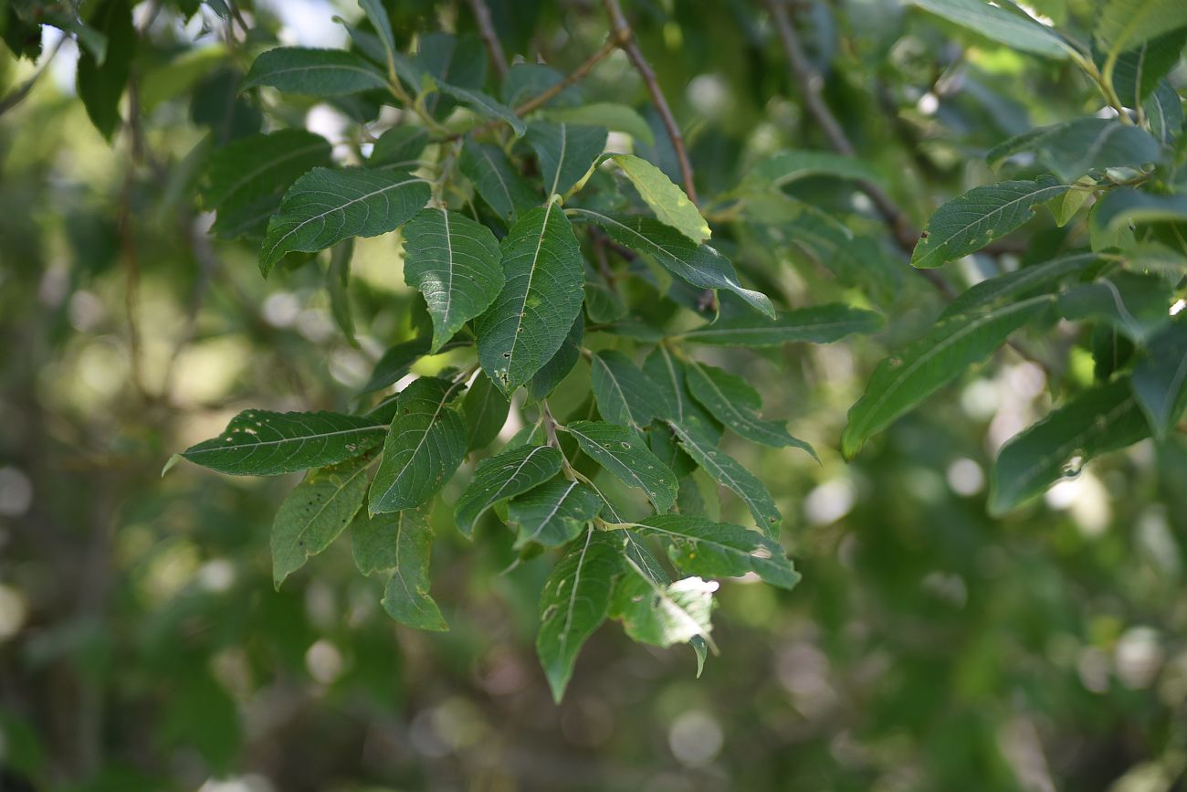 Image of Salix caprea specimen.