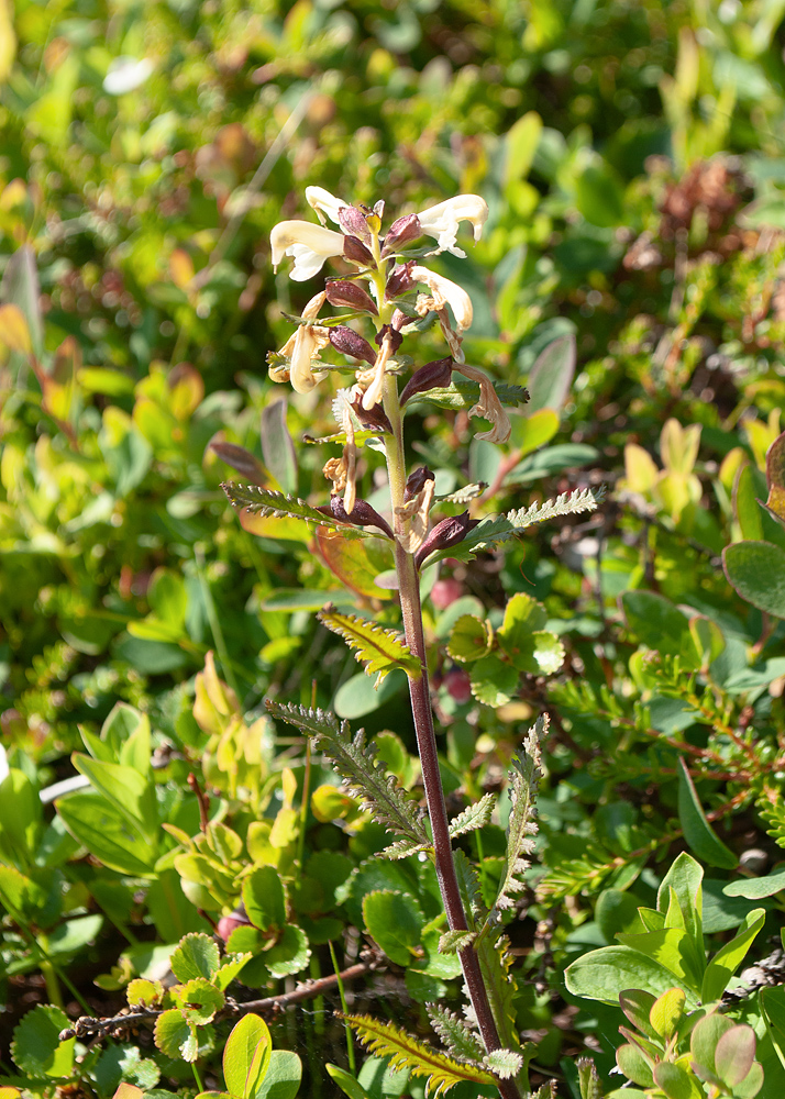 Изображение особи Pedicularis lapponica.