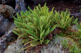 Dryopteris fragrans