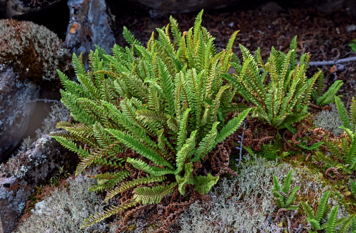 Изображение особи Dryopteris fragrans.