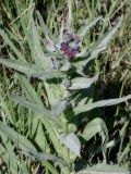 Cynoglossum officinale