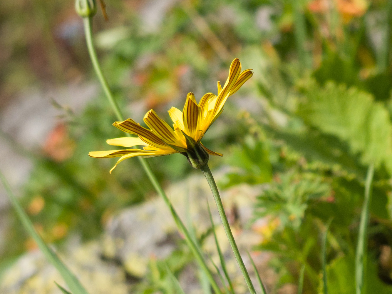 Image of Tragopogon reticulatus specimen.