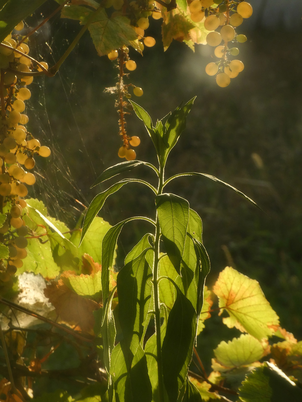 Изображение особи Helianthus tuberosus.