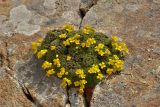 Draba bryoides. Цветущее растение. Карачаево-Черкесия, Карачаевский р-н, Большой Кавказ, левый борт долины Чиринкол, восточный склон хребта под перевалом Доломиты Северный, ≈ 3470 м н.у.м., скальный выход. 22.07.2023.