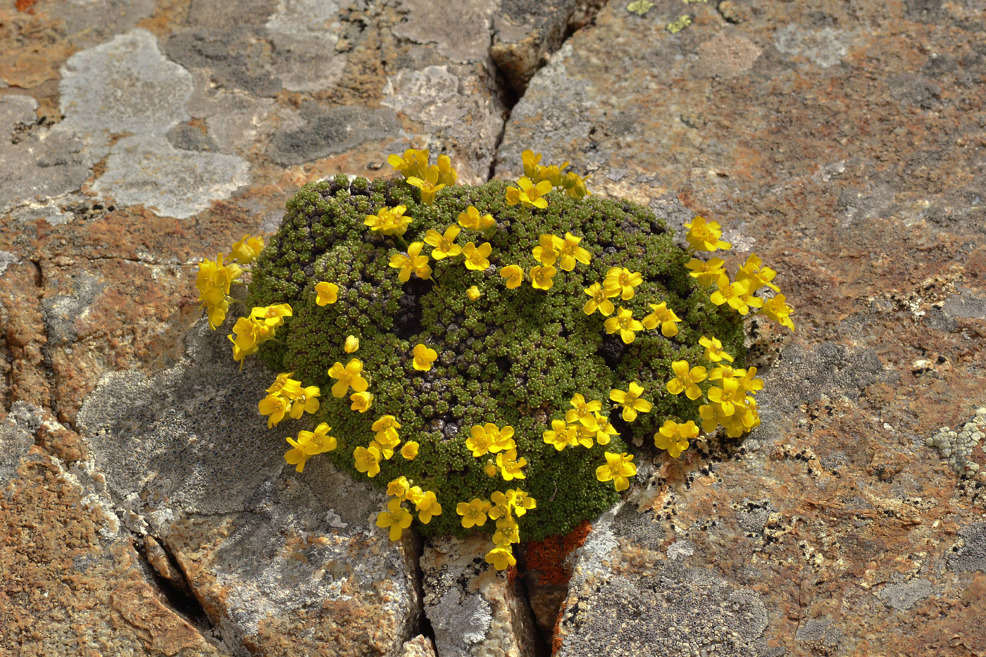 Image of Draba bryoides specimen.