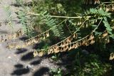 Astragalus galegiformis