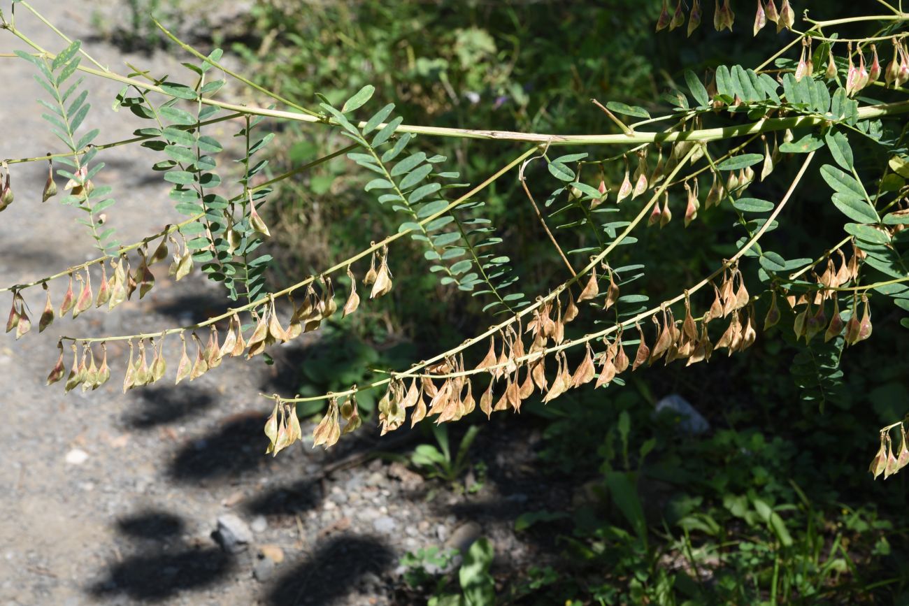 Изображение особи Astragalus galegiformis.