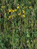 Crepis pannonica. Цветущие растения. Оренбургская обл., Саракташский р-н, хр. Карамурунтау, луговой склон. 07.07.2023.