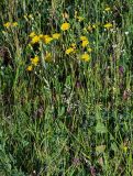 Crepis pannonica