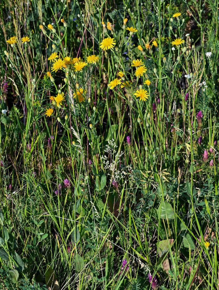Изображение особи Crepis pannonica.