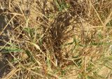 Cynodon dactylon. Куртина (клон?) вегетирующего растения. Болгария, Бургасская обл., г. Несебр, природный заказник \"Песчаные дюны\", склон дюны. 17.09.2021.