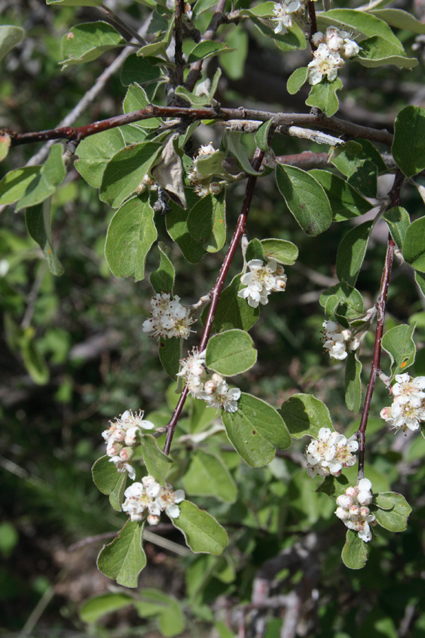 Изображение особи Cotoneaster suavis.