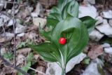 Ruscus colchicus