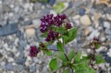 Origanum vulgare. Верхушка побега с распускающимся соцветием. Чечня, Веденский р-н, с. Хой, ≈ 1800 м н.у.м., каменистый склон. 25.07.2022.