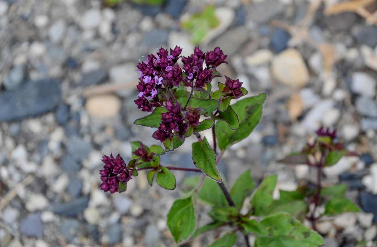 Image of Origanum vulgare specimen.