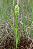 Dactylorhiza ochroleuca. Цветущее растение (высота — 28 см, длина соцветия — 7 см). Республика Башкортостан, Дуванский р-н, окр. с. Озеро, восточный участок Озерского болота. 26 июня 2023 г.