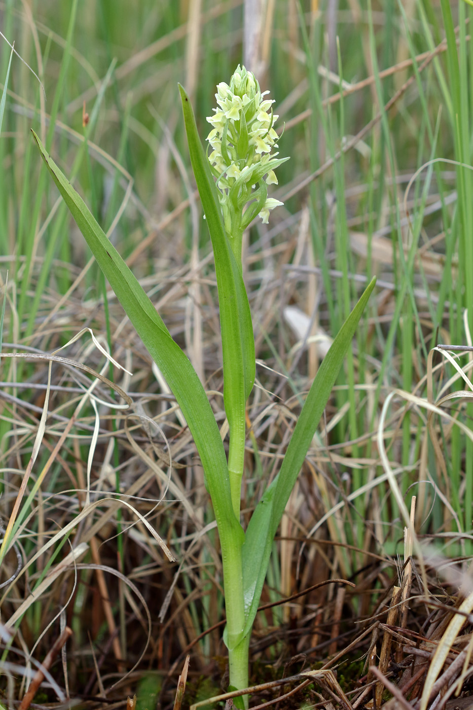 Изображение особи Dactylorhiza ochroleuca.