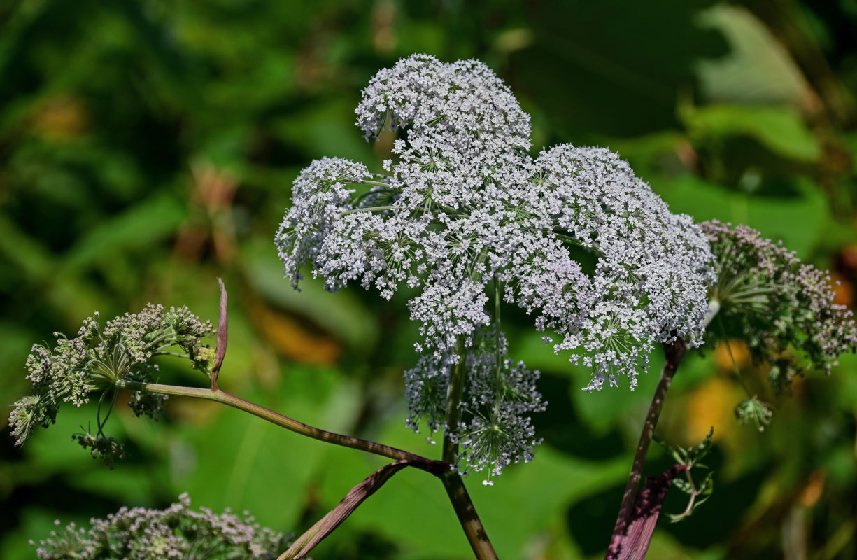 Image of Angelica genuflexa specimen.