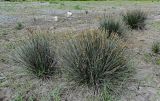 Juncus acutus