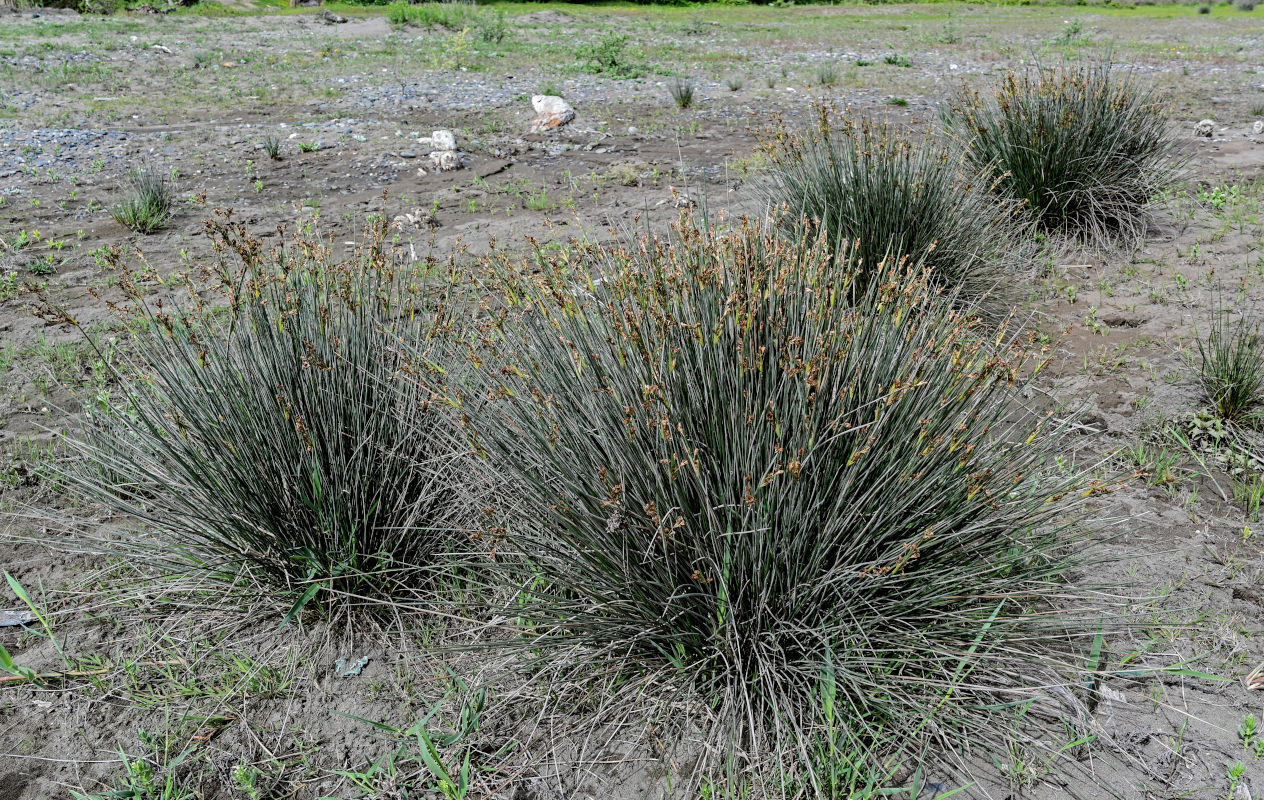 Изображение особи Juncus acutus.