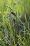 genus Carex