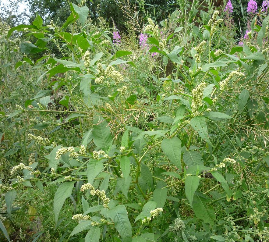 Image of Persicaria scabra specimen.