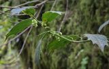 Ilex colchica. Верхушка веточки с соцветиями в бутонах. Абхазия, Гудаутский р-н, Рицинский реликтовый национальный парк, долина р. Юпшара, широколиственный лес. 13.04.2024.