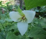 Trillium erectum