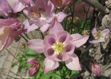 Aquilegia vulgaris