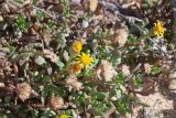 Limbarda crithmoides