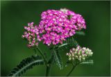 Achillea millefolium. Соцветие и листья на верхушках побегов (культивар). Московская обл., Раменский р-н, окр. дер. Хрипань, садовый участок. 20.06.2024.