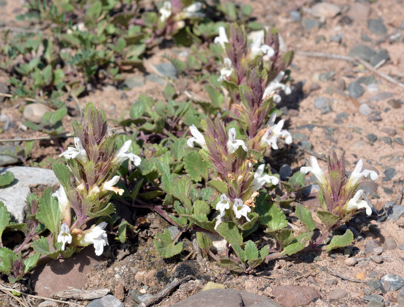 Изображение особи Dracocephalum heterophyllum.
