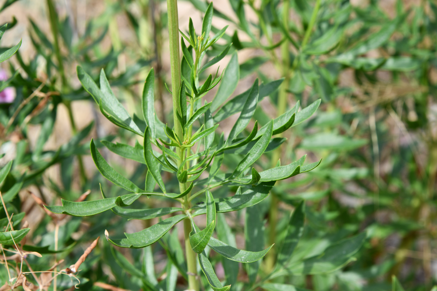 Image of Incarvillea olgae specimen.