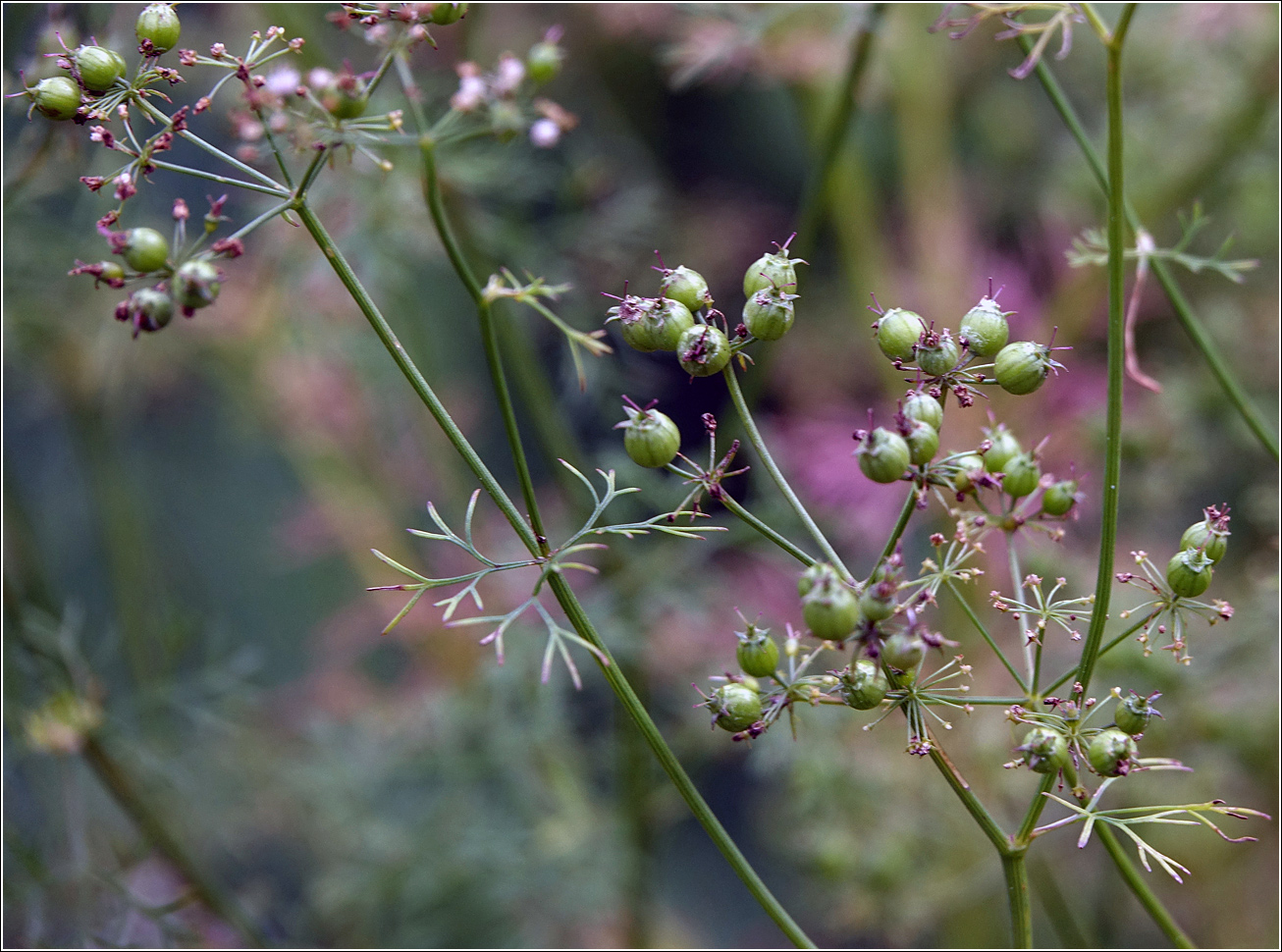 Image of Coriandrum sativum specimen.