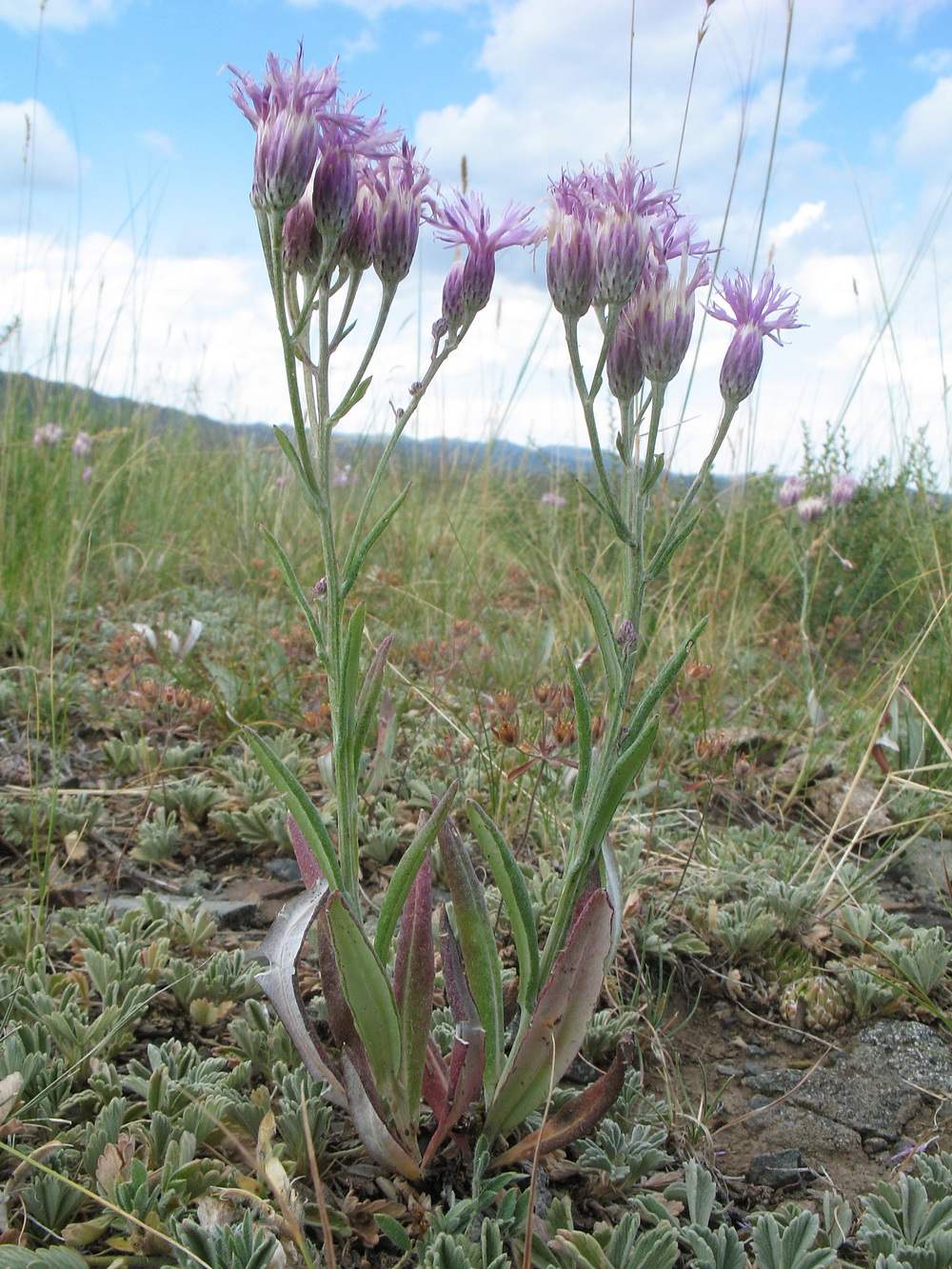 Image of Jurinea multiflora specimen.